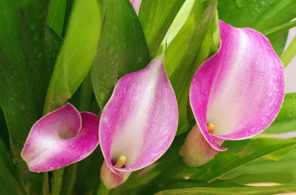 Calla Blumen Mehrjährige Blumen Calla Remanna Blumen Rosa Schattierungen Close — Stockfoto