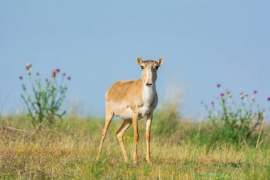 Saiga tatarica, Chyornye Zemli (Kara Topraklar) Doğa Rezervi, Kalmykia bölgesi, Rusya.