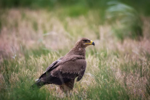 Степовий Орел Aquila Nipalensis Chyornye Землі Чорний Земель Заповідником Калмикія — стокове фото