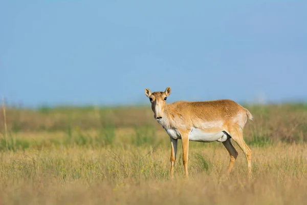 Přírodní Rezervace Saiga Tatarica Chyornye Zemli Kalmykia Region Rusko — Stock fotografie