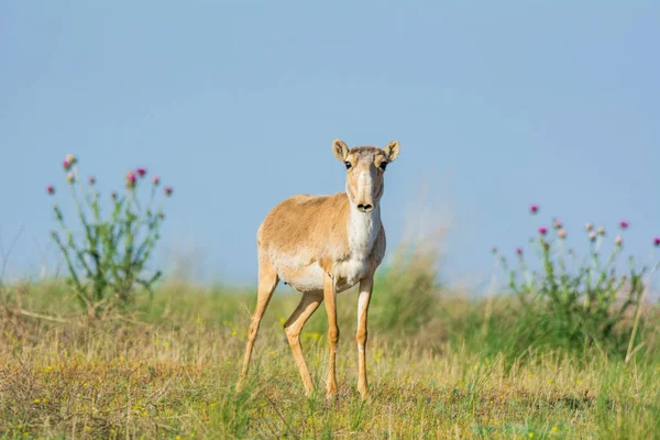 Saiga tatarica, Chyornye Zemli (Kara Topraklar) Doğa Rezervi, Kalmykia bölgesi, Rusya.