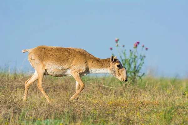 Saiga Tatarica Reserva Natural Chyornye Zemli Tierras Negras Región Kalmykia —  Fotos de Stock