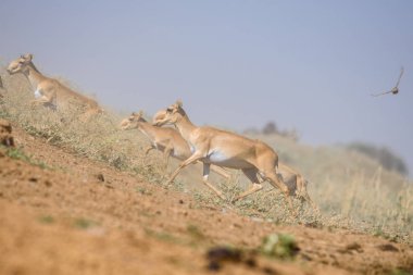 Saiga tatarica, Chyornye Zemli (Kara Topraklar) Doğa Rezervi, Kalmykia bölgesi, Rusya.
