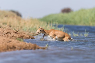Saiga tatarica, Chyornye Zemli (Kara Topraklar) Doğa Rezervi, Kalmykia bölgesi, Rusya.