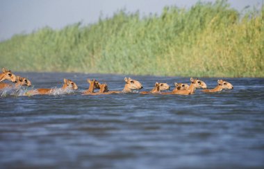 Saiga tatarica, Chyornye Zemli (Kara Topraklar) Doğa Rezervi, Kalmykia bölgesi, Rusya.
