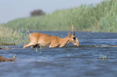 Saiga tatarica bir sulama yerde su içmek ve banyo sırasında güçlü ısı ve kuraklık, Chyornye Zemli (Kara toprakları) doğa rezerv, Kalmıkya region, Rusya Federasyonu.