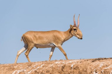 Saiga tatarica, Chyornye Zemli (Kara Topraklar) Doğa Rezervi, Kalmykia bölgesi, Rusya.