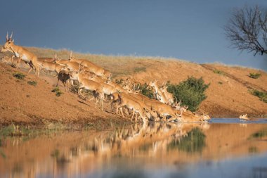 Saiga tatarica, Chyornye Zemli (Kara Topraklar) Doğa Rezervi, Kalmykia bölgesi, Rusya.