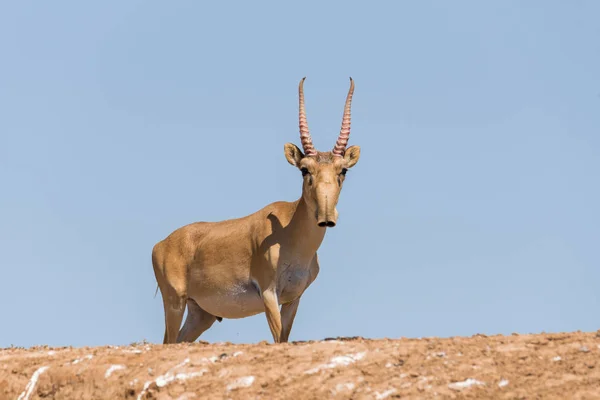 Saiga Tatarica Chyornye Zemli Kara Topraklar Doğa Rezervi Kalmykia Bölgesi — Stok fotoğraf