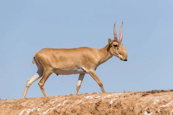 Saiga Tatarica Chyornye Zemli Black Lands Nature Reserve Περιοχή Kalmykia — Φωτογραφία Αρχείου