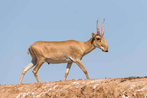 Saiga tatarica, Chyornye Zemli (Black Lands) Nature Reserve,  Kalmykia region, Russia.