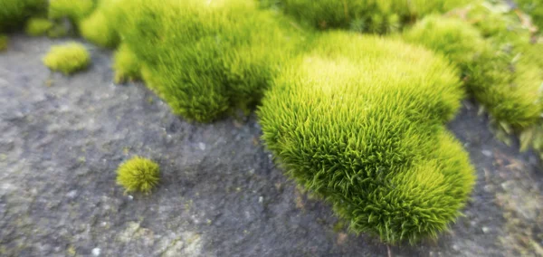 Groen Levendig Mos Grijze Rots Zacht Wazig Beeld Ideaal Voor — Stockfoto