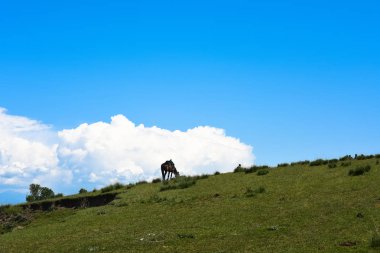 Beyaz bulutlar ve mavi gökyüzü ile at.