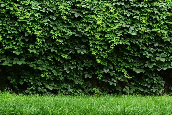 yeşil yaprakları duvar