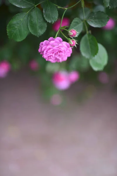 Rose selvatiche con sfondo sfocato — Foto Stock