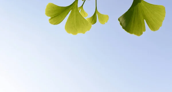 Green ginkgo leaves with blue sky in sunny day