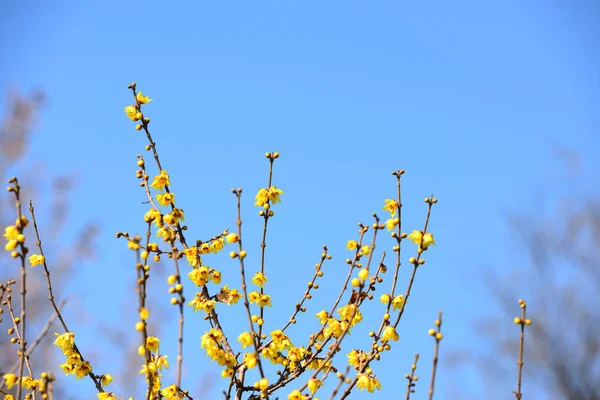 Yellow winter sweets flowers with blue sky in winter.