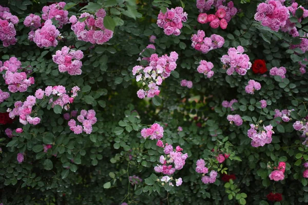Wild rosa Rosen Hintergrund. — Stockfoto