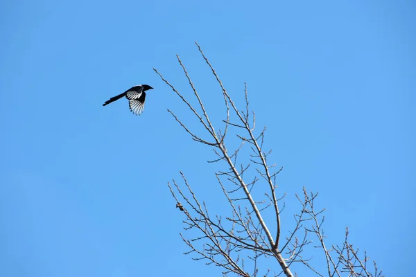 Pássaro voador e galhos com botões no vento e céu azul — Fotografia de Stock