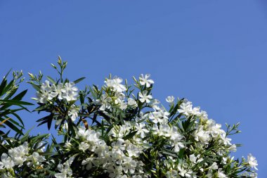 Beyaz zakkum çiçekleri ve mavi gökyüzü