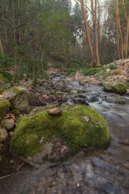 Sağlıklı orman Nehri