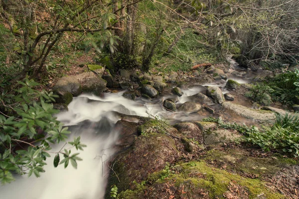 Egészséges erdei folyó — Stock Fotó
