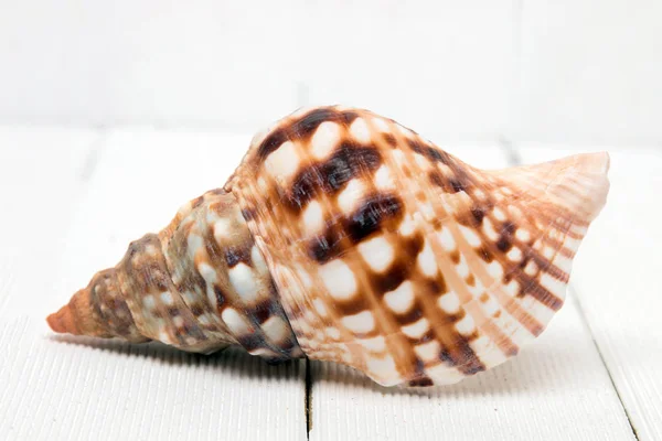 Seashell ahşap arka plan üzerinde — Stok fotoğraf