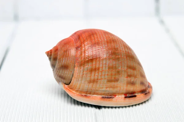 Seashell on wooden background — Stock Photo, Image