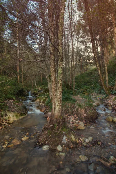 Río bosque saludable — Foto de Stock