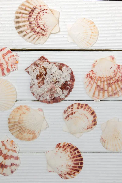 Beyaz üzerine karışık deniz kabuklarını — Stok fotoğraf