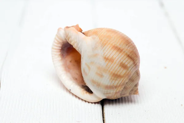 Seashell on wooden background — Stock Photo, Image