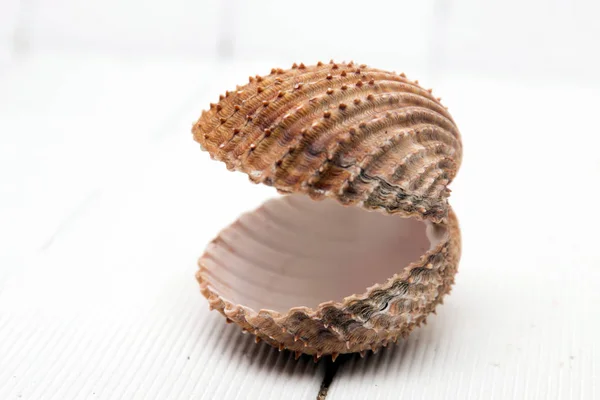 Clam shell isolated — Stock Photo, Image