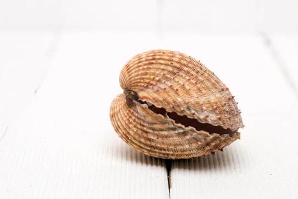 Clam shell isolated — Stock Photo, Image