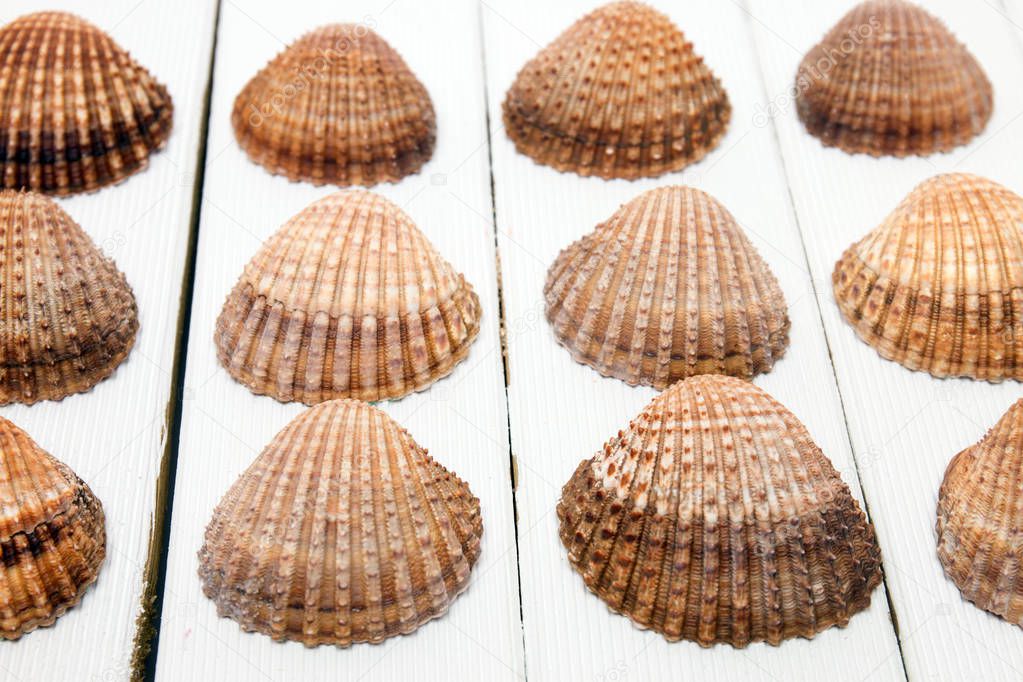 several clam shells isolated