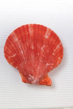 Seashell ahşap arka plan üzerinde