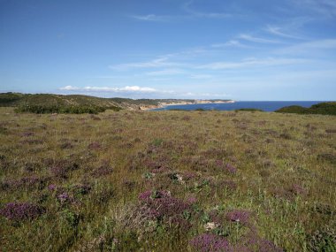Algarve bölgesi kıyı bitki örtüsü