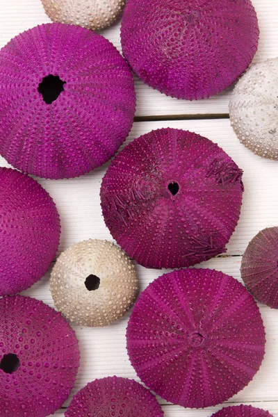 Sea urchins on white — Stock Photo, Image