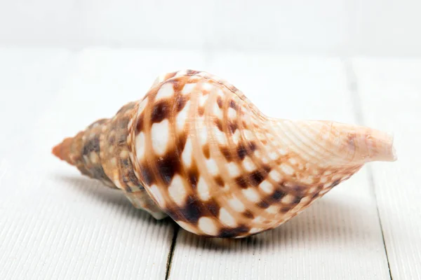 Seashell på trä bakgrund — Stockfoto