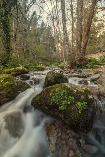 Frisk skog floden — Stockfoto