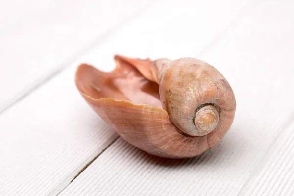 Cymbiola seashell on a white — Stock Photo, Image