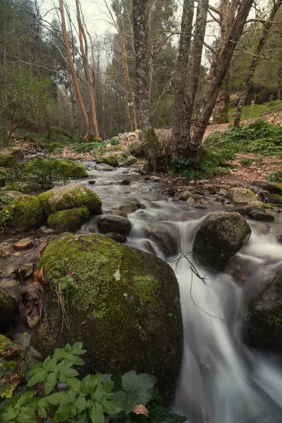 Sungai hutan yang sehat — Stok Foto