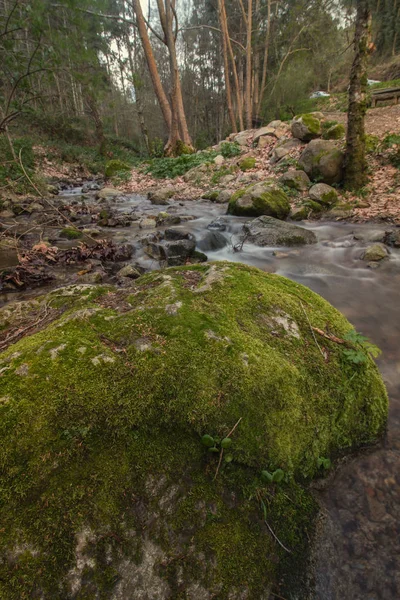 Sungai hutan yang sehat — Stok Foto
