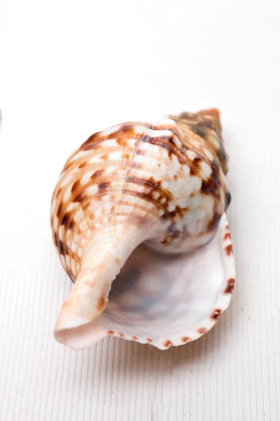 Seashell ahşap arka plan üzerinde — Stok fotoğraf