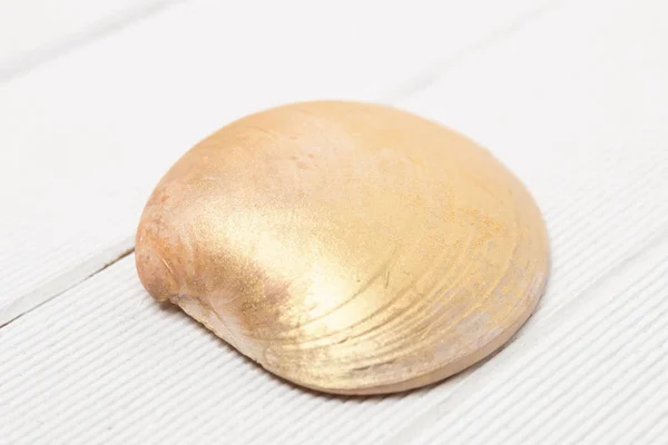 Clam seashell on a white — Stock Photo, Image