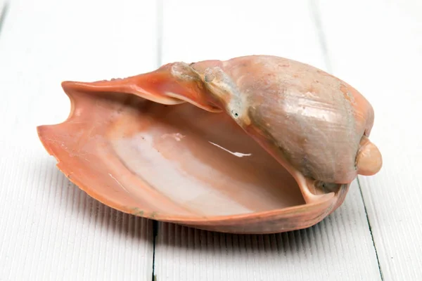 Cymbiola seashell on a white — Stock Photo, Image