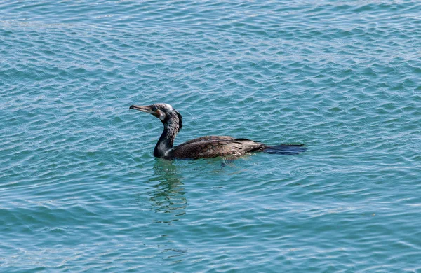 Europese shag vogel — Stockfoto