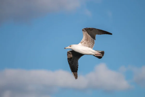 Seagull bird in plain flight — Stock Photo, Image