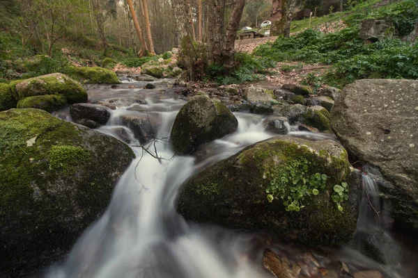 健全な森林の川 — ストック写真