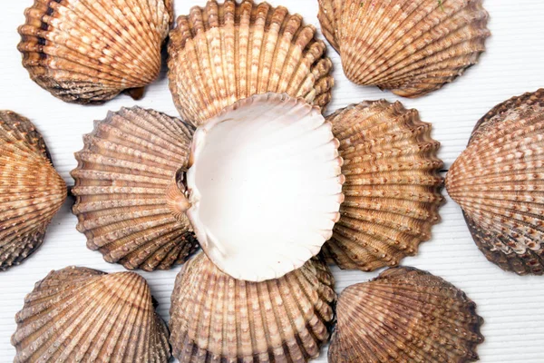 Several clam shells isolated — Stock Photo, Image