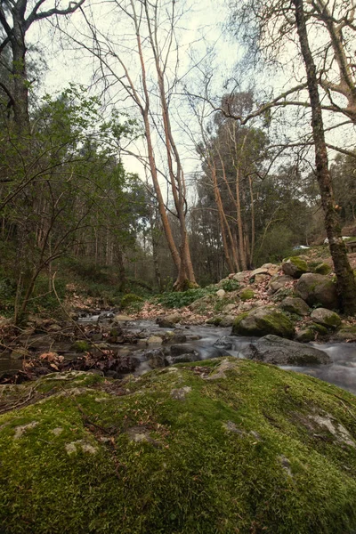 Rivière forestière saine — Photo